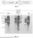 Fig. 35 - Bicistronic LAMP Constructs Comprising Immune Response Enhancing Genes and Methods of Use Thereof
