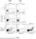 Fig. 38 - Bicistronic LAMP Constructs Comprising Immune Response Enhancing Genes and Methods of Use Thereof