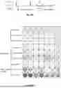 Fig. 43 - Bicistronic LAMP Constructs Comprising Immune Response Enhancing Genes and Methods of Use Thereof