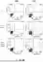 Fig. 47 - Bicistronic LAMP Constructs Comprising Immune Response Enhancing Genes and Methods of Use Thereof