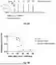 Fig. 50 - Bicistronic LAMP Constructs Comprising Immune Response Enhancing Genes and Methods of Use Thereof