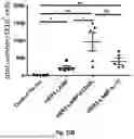 Fig. 56 - Bicistronic LAMP Constructs Comprising Immune Response Enhancing Genes and Methods of Use Thereof