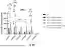 Fig. 81 - Bicistronic LAMP Constructs Comprising Immune Response Enhancing Genes and Methods of Use Thereof