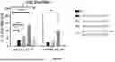 Fig. 83 - Bicistronic LAMP Constructs Comprising Immune Response Enhancing Genes and Methods of Use Thereof