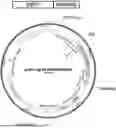 Fig. 01 - METHODS TO INCREASE IMMUNOGENICITY OF RDRP