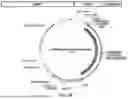 Fig. 03 - METHODS TO INCREASE IMMUNOGENICITY OF RDRP