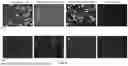 Fig. 05 - METHODS TO INCREASE IMMUNOGENICITY OF RDRP