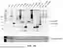 Fig. 17 - METHODS TO INCREASE IMMUNOGENICITY OF RDRP