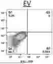 Fig. 36 - METHODS TO INCREASE IMMUNOGENICITY OF RDRP