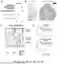 Fig. 05 - TM4SF1 CAR CELLS AND METHODS OF USE THEREOF