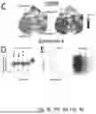 Fig. 07 - TM4SF1 CAR CELLS AND METHODS OF USE THEREOF