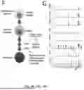 Fig. 08 - TM4SF1 CAR CELLS AND METHODS OF USE THEREOF