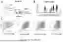 Fig. 10 - TM4SF1 CAR CELLS AND METHODS OF USE THEREOF
