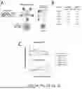 Fig. 12 - TM4SF1 CAR CELLS AND METHODS OF USE THEREOF