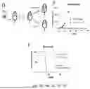 Fig. 13 - TM4SF1 CAR CELLS AND METHODS OF USE THEREOF