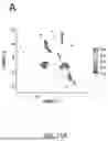 Fig. 21 - TM4SF1 CAR CELLS AND METHODS OF USE THEREOF
