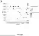 Fig. 24 - TM4SF1 CAR CELLS AND METHODS OF USE THEREOF