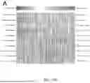 Fig. 29 - TM4SF1 CAR CELLS AND METHODS OF USE THEREOF