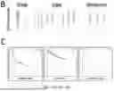 Fig. 30 - TM4SF1 CAR CELLS AND METHODS OF USE THEREOF