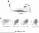 Fig. 31 - TM4SF1 CAR CELLS AND METHODS OF USE THEREOF