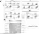 Fig. 32 - TM4SF1 CAR CELLS AND METHODS OF USE THEREOF