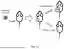Fig. 35 - TM4SF1 CAR CELLS AND METHODS OF USE THEREOF