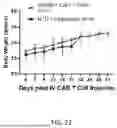 Fig. 36 - TM4SF1 CAR CELLS AND METHODS OF USE THEREOF