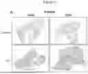 Fig. 06 - PHARMACEUTICAL AGENT CONJUGATES TO MODULATE MACROPHAGE AND INFLAMMATORY FUNCTIONS AND USES THEREOF