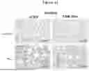 Fig. 07 - PHARMACEUTICAL AGENT CONJUGATES TO MODULATE MACROPHAGE AND INFLAMMATORY FUNCTIONS AND USES THEREOF