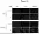 Fig. 11 - PHARMACEUTICAL AGENT CONJUGATES TO MODULATE MACROPHAGE AND INFLAMMATORY FUNCTIONS AND USES THEREOF