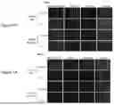 Fig. 12 - PHARMACEUTICAL AGENT CONJUGATES TO MODULATE MACROPHAGE AND INFLAMMATORY FUNCTIONS AND USES THEREOF