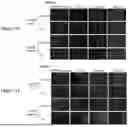Fig. 13 - PHARMACEUTICAL AGENT CONJUGATES TO MODULATE MACROPHAGE AND INFLAMMATORY FUNCTIONS AND USES THEREOF