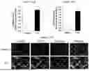 Fig. 22 - PHARMACEUTICAL AGENT CONJUGATES TO MODULATE MACROPHAGE AND INFLAMMATORY FUNCTIONS AND USES THEREOF