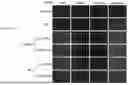 Fig. 41 - PHARMACEUTICAL AGENT CONJUGATES TO MODULATE MACROPHAGE AND INFLAMMATORY FUNCTIONS AND USES THEREOF