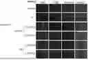 Fig. 42 - PHARMACEUTICAL AGENT CONJUGATES TO MODULATE MACROPHAGE AND INFLAMMATORY FUNCTIONS AND USES THEREOF