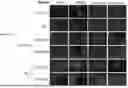 Fig. 43 - PHARMACEUTICAL AGENT CONJUGATES TO MODULATE MACROPHAGE AND INFLAMMATORY FUNCTIONS AND USES THEREOF