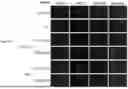 Fig. 44 - PHARMACEUTICAL AGENT CONJUGATES TO MODULATE MACROPHAGE AND INFLAMMATORY FUNCTIONS AND USES THEREOF