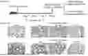 Fig. 45 - PHARMACEUTICAL AGENT CONJUGATES TO MODULATE MACROPHAGE AND INFLAMMATORY FUNCTIONS AND USES THEREOF