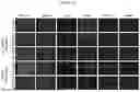 Fig. 52 - PHARMACEUTICAL AGENT CONJUGATES TO MODULATE MACROPHAGE AND INFLAMMATORY FUNCTIONS AND USES THEREOF