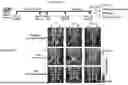 Fig. 58 - PHARMACEUTICAL AGENT CONJUGATES TO MODULATE MACROPHAGE AND INFLAMMATORY FUNCTIONS AND USES THEREOF