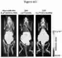 Fig. 60 - PHARMACEUTICAL AGENT CONJUGATES TO MODULATE MACROPHAGE AND INFLAMMATORY FUNCTIONS AND USES THEREOF
