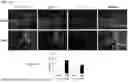 Fig. 62 - PHARMACEUTICAL AGENT CONJUGATES TO MODULATE MACROPHAGE AND INFLAMMATORY FUNCTIONS AND USES THEREOF