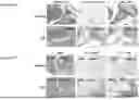 Fig. 66 - PHARMACEUTICAL AGENT CONJUGATES TO MODULATE MACROPHAGE AND INFLAMMATORY FUNCTIONS AND USES THEREOF
