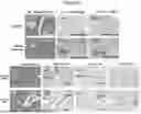 Fig. 67 - PHARMACEUTICAL AGENT CONJUGATES TO MODULATE MACROPHAGE AND INFLAMMATORY FUNCTIONS AND USES THEREOF