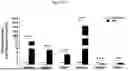 Fig. 70 - PHARMACEUTICAL AGENT CONJUGATES TO MODULATE MACROPHAGE AND INFLAMMATORY FUNCTIONS AND USES THEREOF