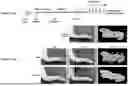 Fig. 80 - PHARMACEUTICAL AGENT CONJUGATES TO MODULATE MACROPHAGE AND INFLAMMATORY FUNCTIONS AND USES THEREOF