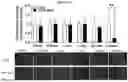 Fig. 83 - PHARMACEUTICAL AGENT CONJUGATES TO MODULATE MACROPHAGE AND INFLAMMATORY FUNCTIONS AND USES THEREOF