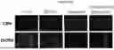Fig. 85 - PHARMACEUTICAL AGENT CONJUGATES TO MODULATE MACROPHAGE AND INFLAMMATORY FUNCTIONS AND USES THEREOF