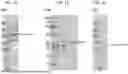 Fig. 03 - BLOOD-NERVE BARRIER TARGETING CONJUGATES AND METHODS OF USE