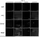 Fig. 05 - BLOOD-NERVE BARRIER TARGETING CONJUGATES AND METHODS OF USE